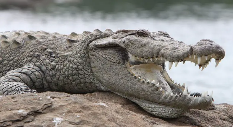 Mugger Crocodile