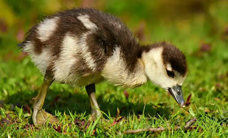 Muscovy Duck