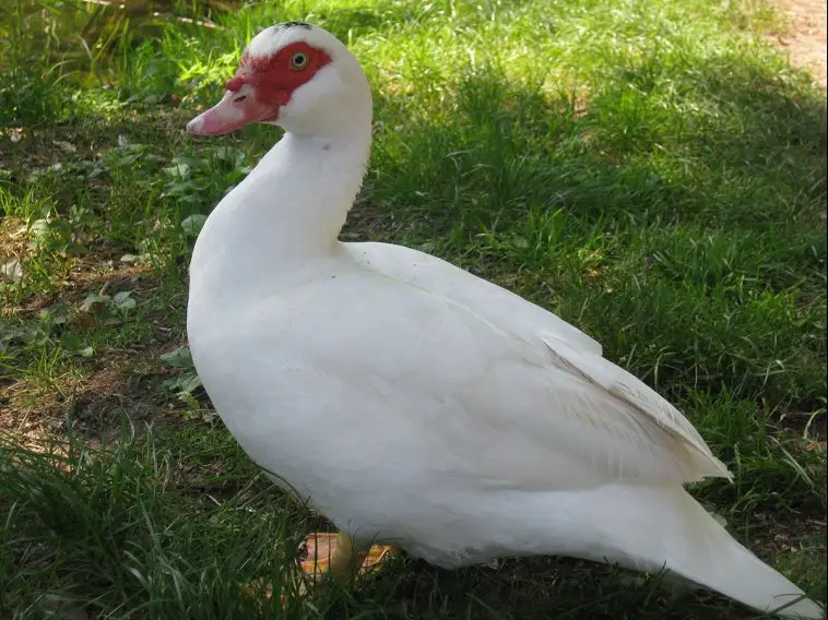 Muscovy Duck