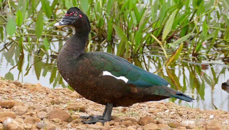 Muscovy Duck