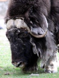 musk ox