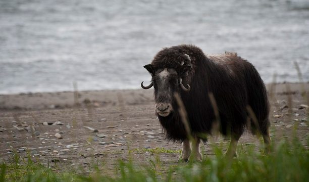 musk ox