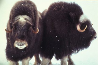 musk ox