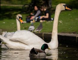 mute swan