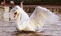 mute swan