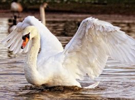 mute swan