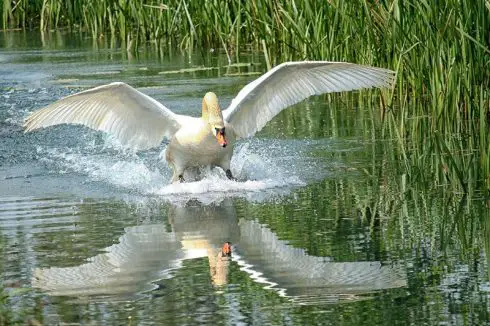 mute swan