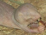 Naked mole rat