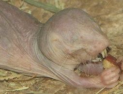 Naked mole rat