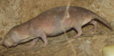 Naked mole rat