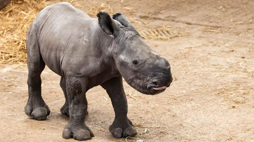 Baby Rhino Joins the Crash at ZSL Whipsnade Zoo