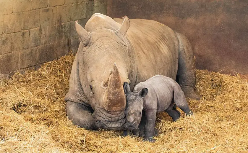 Baby Rhino Joins the Crash at ZSL Whipsnade Zoo