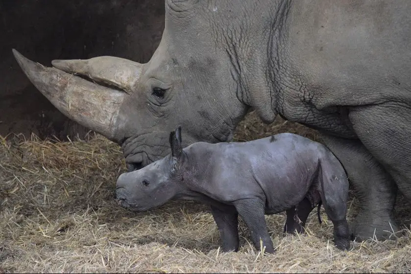 Baby Rhino Joins the Crash at ZSL Whipsnade Zoo
