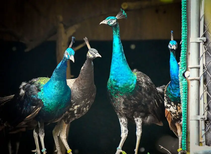 Nashville Zoo Peacocks
