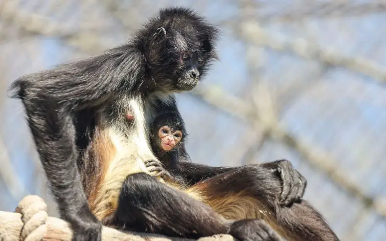 First Ever Mexican Spider Monkey Born at Nashville Zoo | The Animal Facts