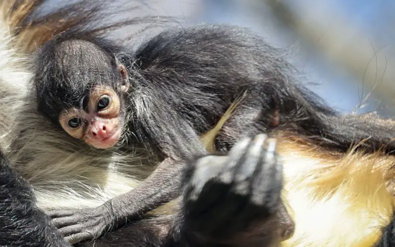 Mexican Spider Monkey Nashville Zoo