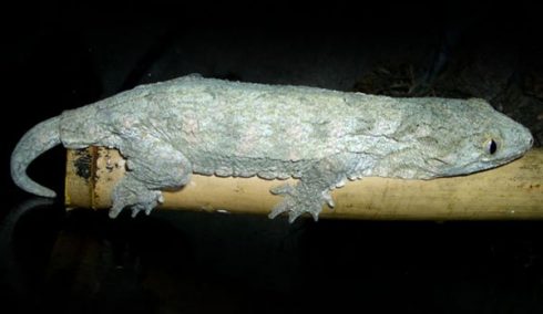new caledonian giant gecko