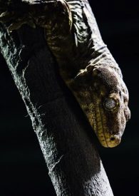 new caledonian giant gecko
