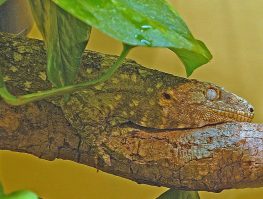 new caledonian giant gecko