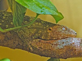 new caledonian giant gecko