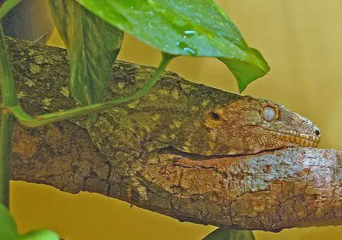 new caledonian giant gecko