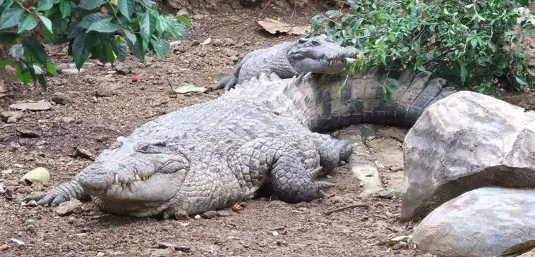 New Guinea Crocodile