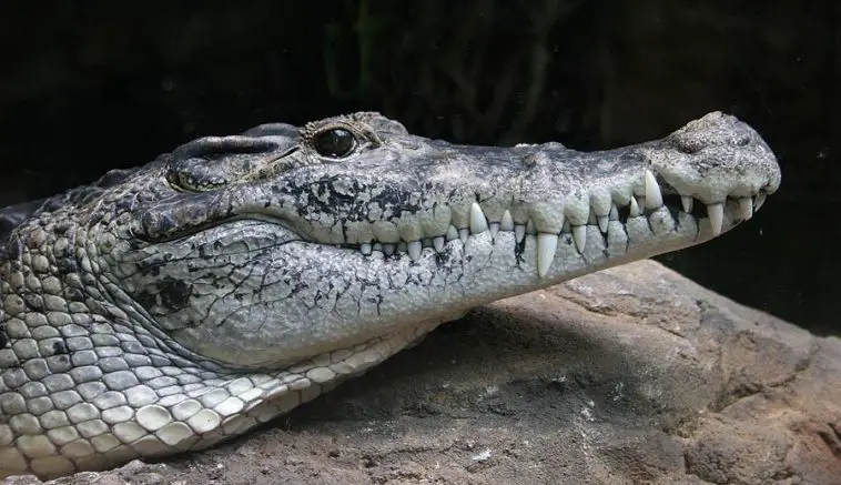 New Guinea Crocodile