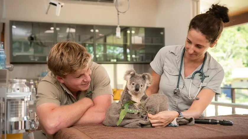 Koala Intensive Care Australia Zoo