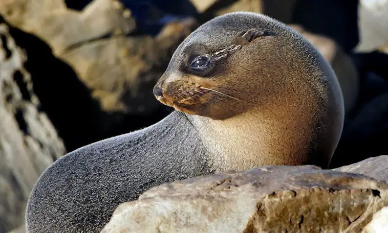 New Zealand Fur Seal