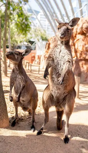 kangaroos hop in Wild Life Sydney Zoo