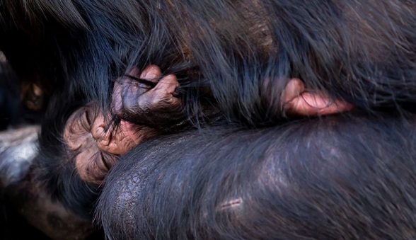 Chimpanzee Taronga Zoo