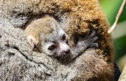 Baby Crowned Lemur Newquay Zoo