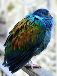 Nicobar Pigeon
