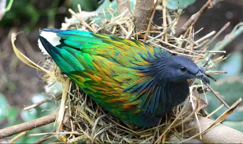 Nicobar Pigeon