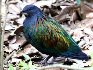 Nicobar Pigeon