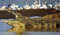 Nile Crocodile