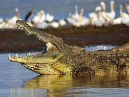 Nile Crocodile