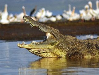 Nile Crocodile