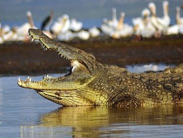 Nile Crocodile