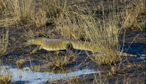 Nile monitor