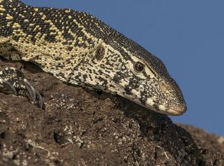 Nile Monitor