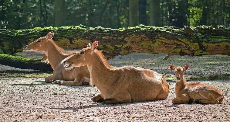Nilgai
