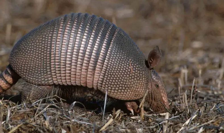 Nine-Banded Armadillo