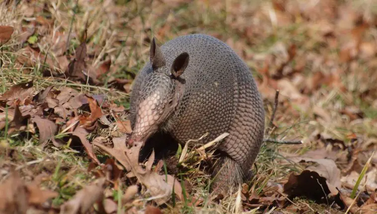 Nine-Banded Armadillo