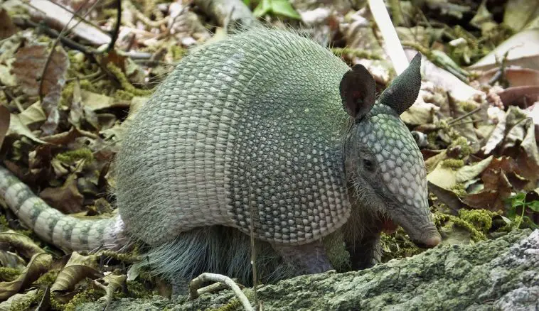 Nine-Banded Armadillo