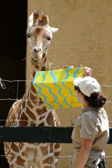 Nolean giraffe birthday