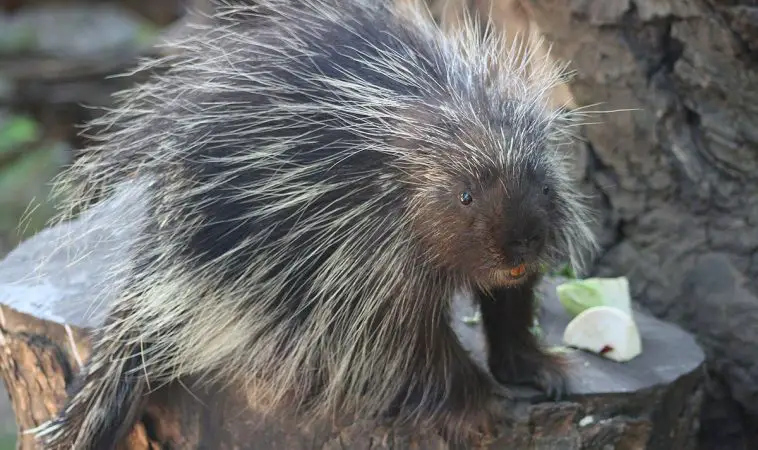 North American Porcupine