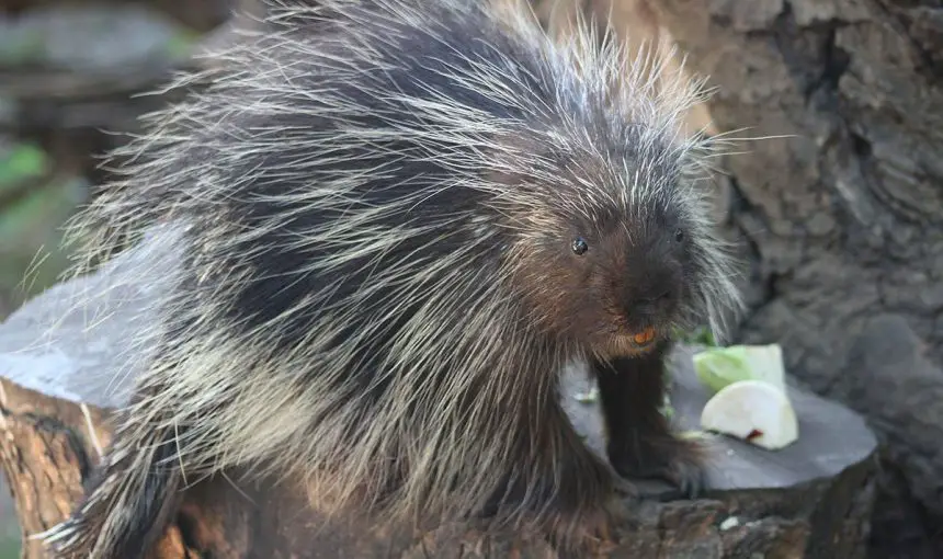 North American Porcupine The Animal Facts Appearance, Diet, Habitat