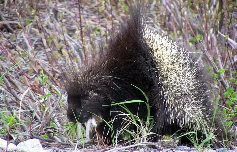 North American Porcupine