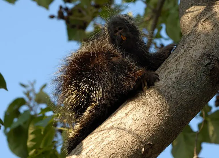 North American Porcupine